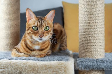 Evcil kedi tırmalama direğine uzanıyor ve kameraya bakıyor..