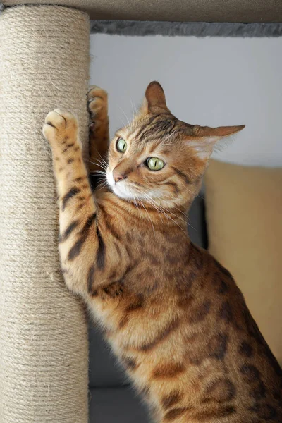 Domestic Cat Sharpens Its Claws Scratching Post — Stock Photo, Image