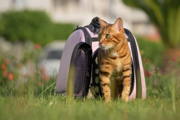 Gato Doméstico Emerge Portador Abierto Sobre Hierba Verde — Foto de Stock