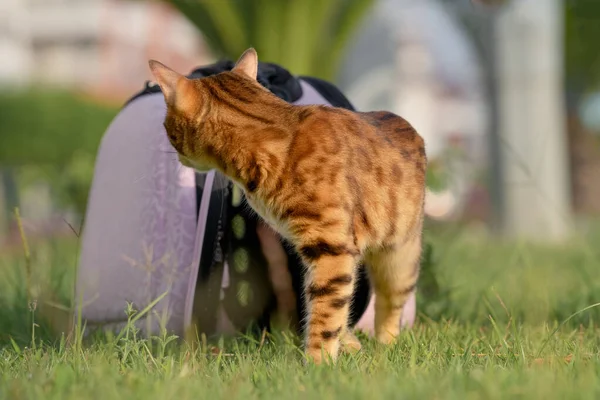 Gato Doméstico Salido Del Transportista Está Mirando Hacia Atrás — Foto de Stock