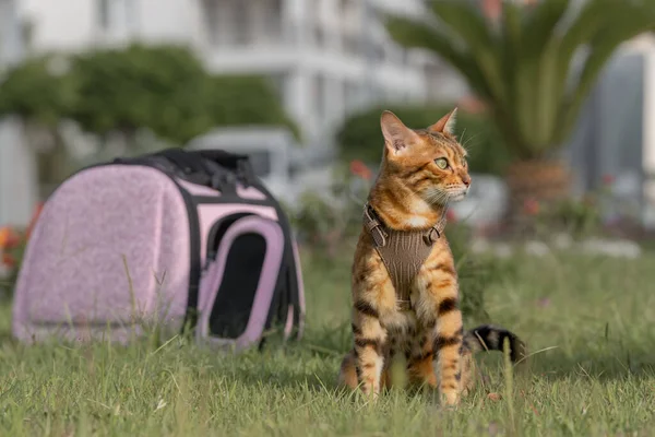 Gato Doméstico Arnés Cuero Sienta Sobre Hierba Verde Junto Gato — Foto de Stock