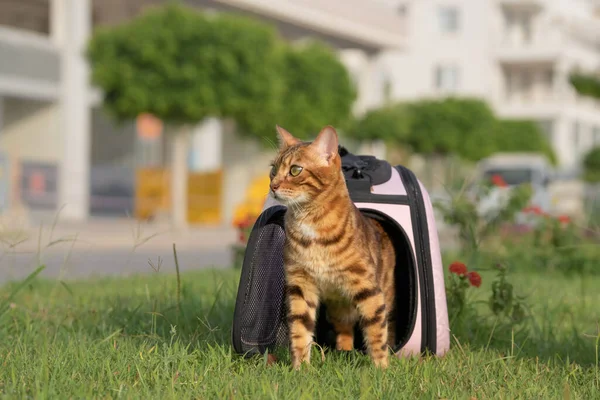 Gato Doméstico Emerge Portador Abierto Sobre Hierba Verde — Foto de Stock