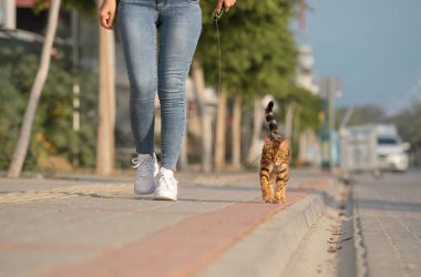A Bengal cat on a leash walks next to a woman on the sidewalk. Walking with a domestic cat outdoors.