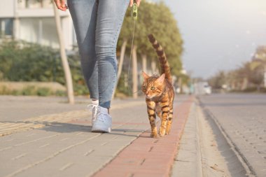 A Bengal cat on a leash walks next to a woman on the sidewalk. Walking with a domestic cat outdoors.