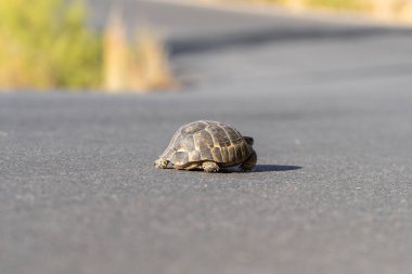 Bir kaplumbağa asfalt köy yolunda ilerliyor. Vahşi kaplumbağa..