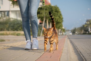 A Bengal cat on a leash walks next to a woman on the sidewalk. Walking with a domestic cat outdoors.
