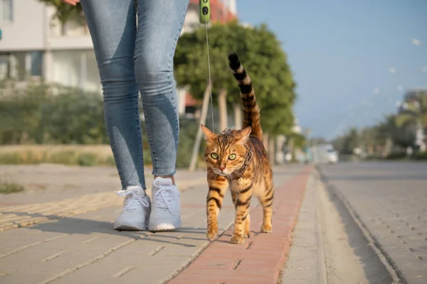 Gato Bengala Con Correa Camina Junto Una Mujer Acera Caminar — Foto de Stock