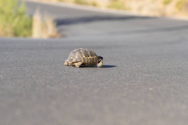 Bir kaplumbağa asfalt köy yolunda ilerliyor. Vahşi kaplumbağa..