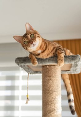 Evcil bir kedi tırmalama direğinin tepesinde oynar. Kediler için mobilya. Seçici odak.
