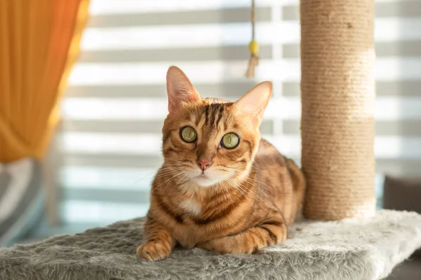 Domestic Cat Resting Scratching Post Natural Lighting — стоковое фото