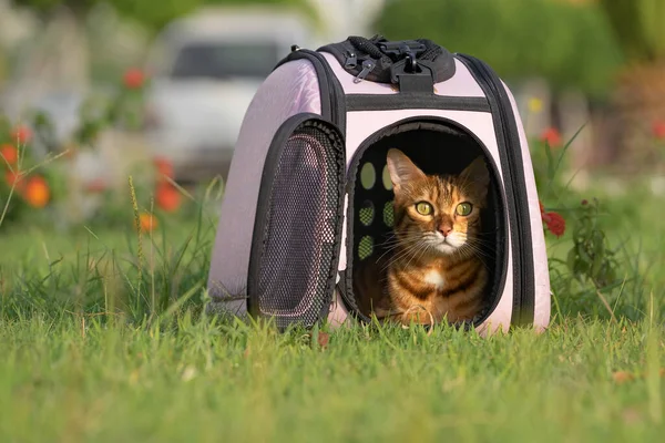 Bengal Domestic Cat Lying Carrier Green Grass City Park — Stok fotoğraf