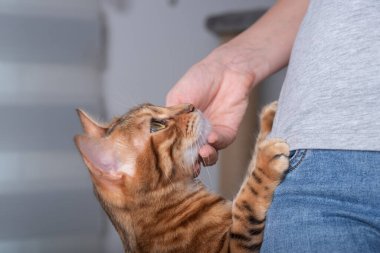 A domestic cat, resting its front paws on its mistress, looks at her lovingly.