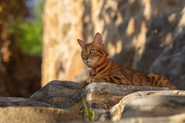Domestic Bengal Cat Lies Stone Staircase Street Old Town Alanya — Foto de Stock