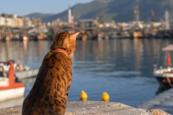 Domestic Cat Sits His Back Camera Looks Seaport — Foto de Stock