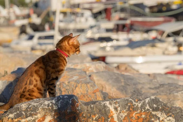 Bengal Cat Collar Sits Stones Marina — Foto de Stock