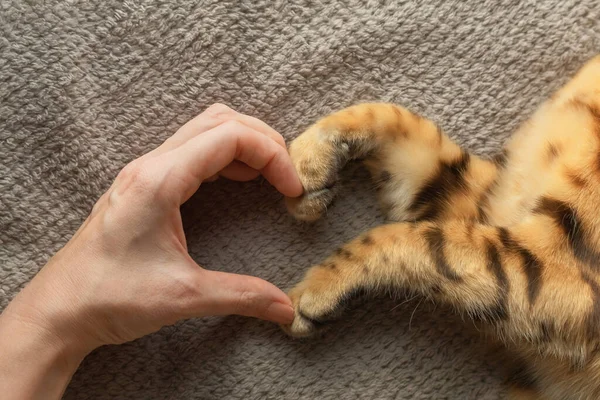 Hand Girl Paws Cat Form Symbol Heart Love Pets Images De Stock Libres De Droits