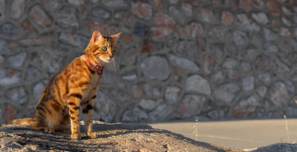 Domestic Cat Sits Stone Background Wall Watching Someone Intently — Foto de Stock