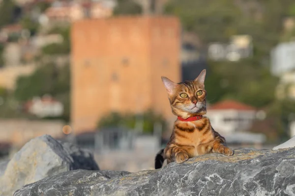 Domestic Cat Resting Stones Dawn Alanya Turkey — Foto de Stock