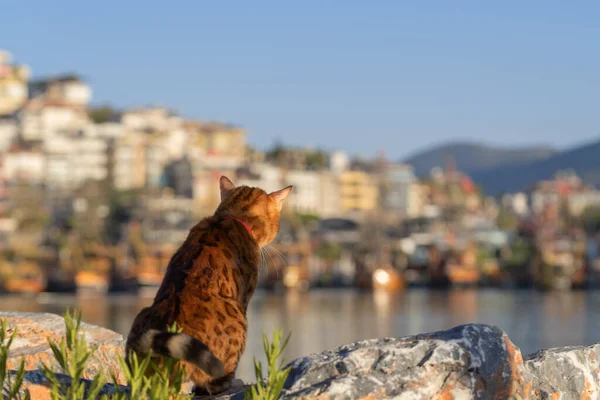 Domestic Cat Sits Its Back Camera Looks Port City Alanya — Foto de Stock