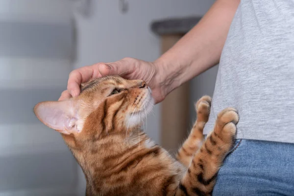 Domestic Cat Leaned Hostess Its Front Paws Owner Caresses Cat Images De Stock Libres De Droits