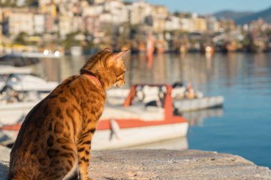 A domestic cat looks intently towards the sea water.