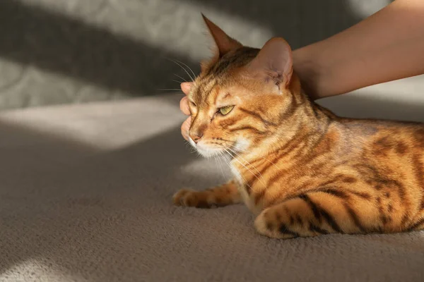 Bengal Cat Illuminated Sun Rays Lies Bed Woman Hand Stroking — Stock Fotó
