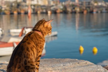 A domestic cat looks intently towards the sea water.