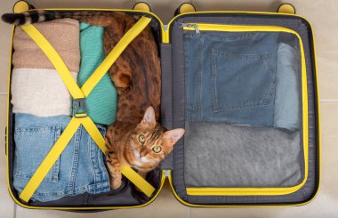 The domestic cat lies in a suitcase with things, ready for a trip. View from above.