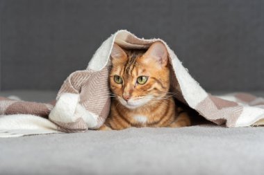 A cute cat lies on the bed, covered with a blanket.
