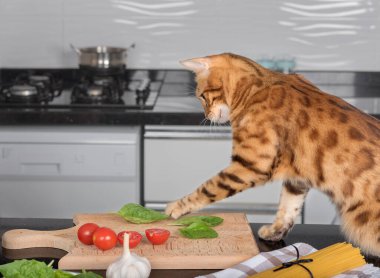 Domestic cat plays with vegetables on the kitchen table.