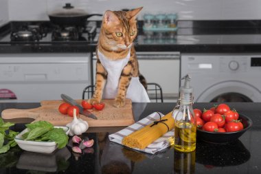 The cat cook at the kitchen table on which the ingredients for c