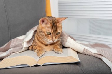 Domestic cat, covered with a blanket, reads a book.