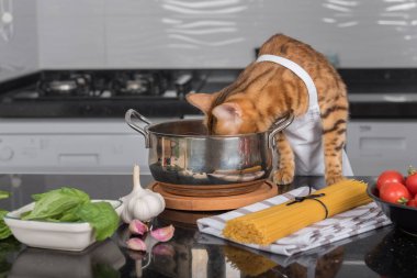 A domestic cat in a white apron looks into the pot.