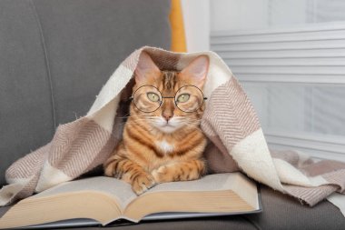 A domestic cat in glasses, covered with a blanket, reads a book.
