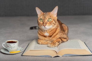 A domestic cat lies on a book next to a hot cup of tea.