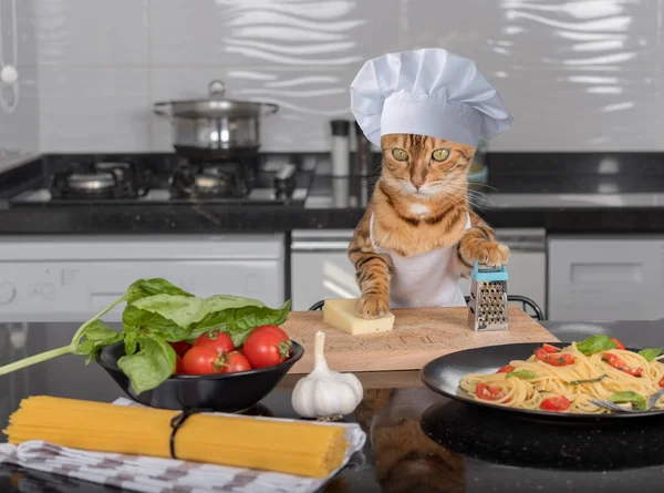 Funny cat in a chef\'s hat and apron is going to grate cheese.