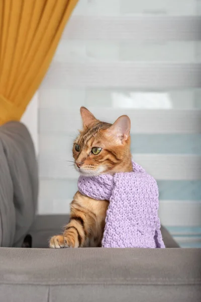 Bengal Domestic Cat Knitted Warm Scarf — Fotografia de Stock