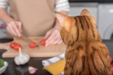 A domestic cat watches how her owner prepares food. View from the back of the cat.