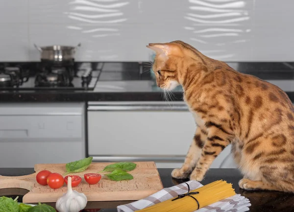 Domestic cat plays with vegetables on the kitchen table.