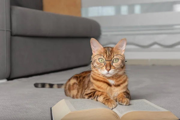 Funny Cat Glasses Lies Floor Book — Zdjęcie stockowe