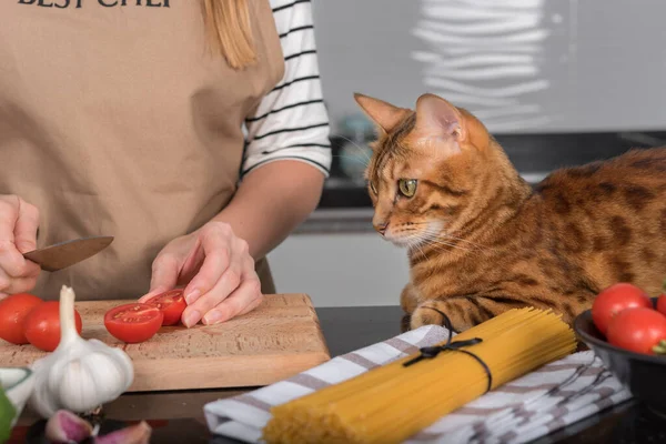 The cat and her owner prepare pasta with cherry tomatoes and basil. The cat lies on the kitchen table and watches the cooking.