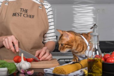 The cat and its owner in aprons cook food together in the home kitchen. The cat watches as the woman cuts the tomatoes.