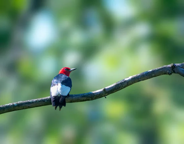 Pic Tête Rouge Perches Sur Arbre — Photo