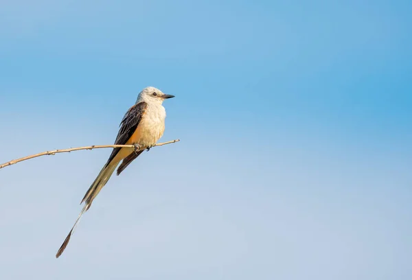 Scissor Tailed Flycatcher Sedí Větvi — Stock fotografie