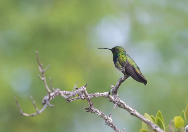 Colibri de manga porto-riquenho empoleirado em uma árvore — Fotografia de Stock