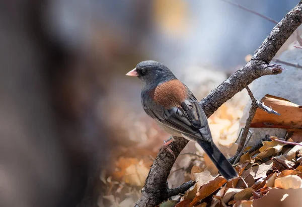 Red-backed Dark-eyed Junco perched on the forest floor — 图库照片