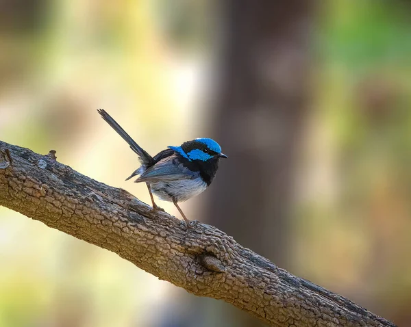 Muhteşem Fairywren Avustralya 'da bir ağaca tünedi.
