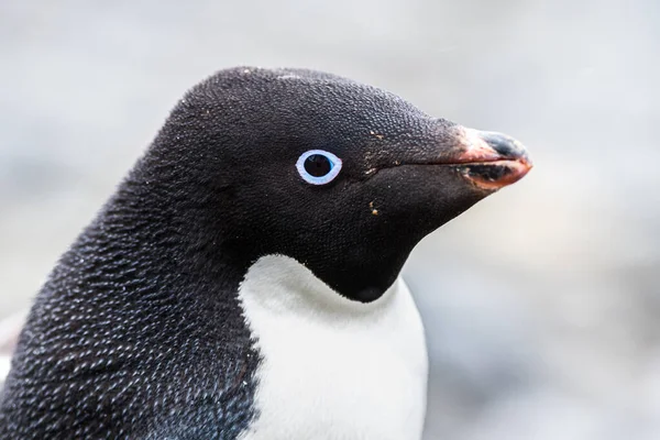 Adelie Penguin just chillin on an iceberg in Anarctica — Stock Photo, Image