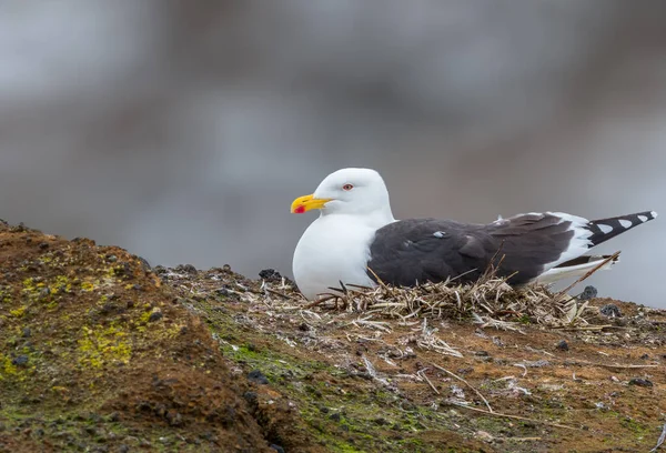 Яйца чайки в гнезде на Фолклендских островах — стоковое фото