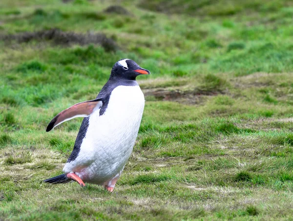 Gentoo Penguin va en el fin de semana como — Foto de Stock